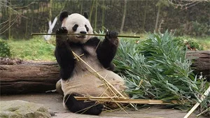 熊猫与你,滚滚而来! 第 5 集剧照