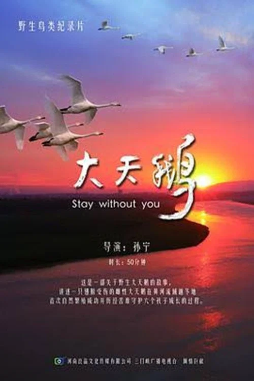 大天鹅(2017)海报