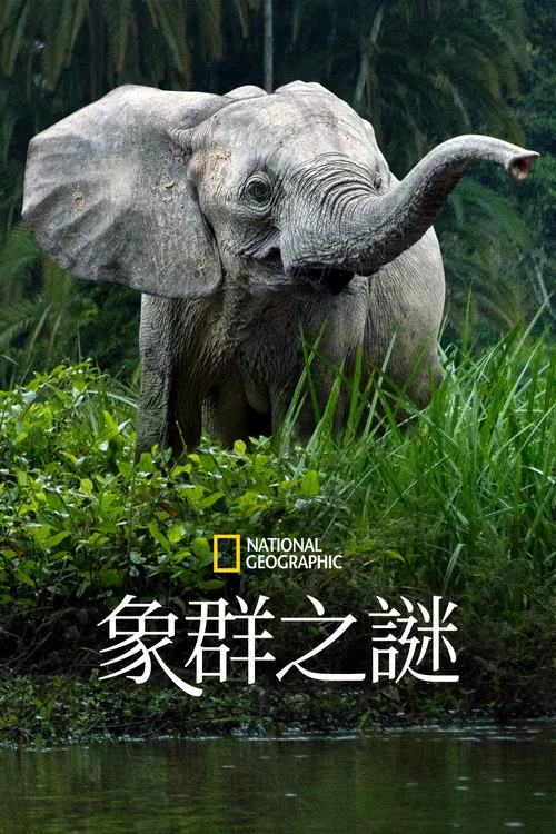 大象的秘密剧照2