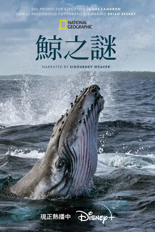 鲸的秘密(2021)海报