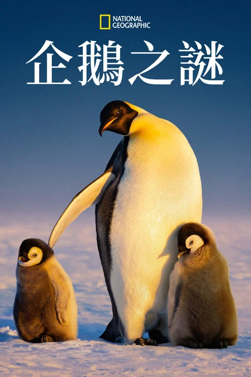 企鹅之谜(2025)海报