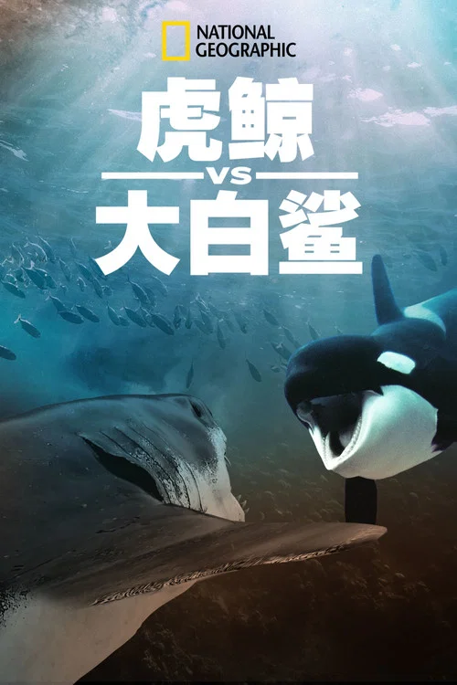 虎鲸对上大白鲨剧照2