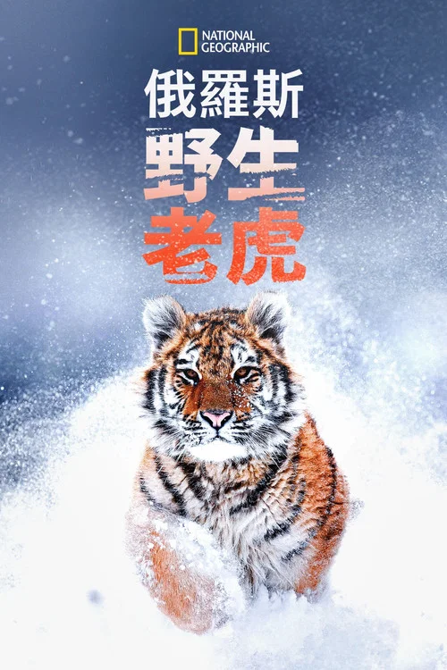 俄罗斯野生老虎(2022)海报