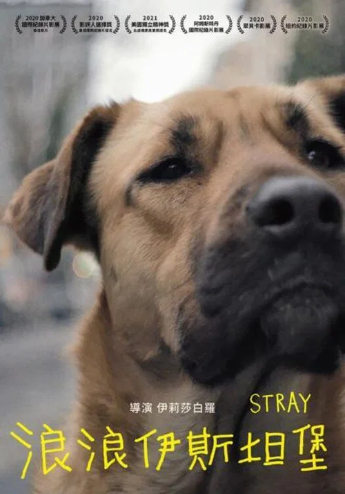 在迷途(2021)海报