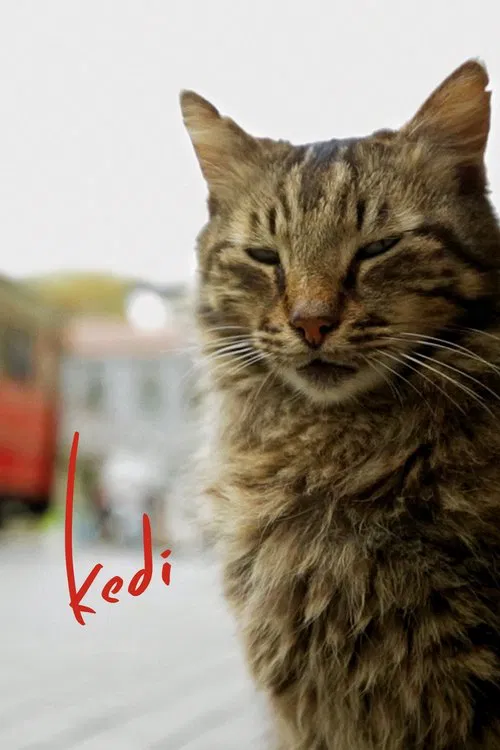爱猫之城(2017)海报