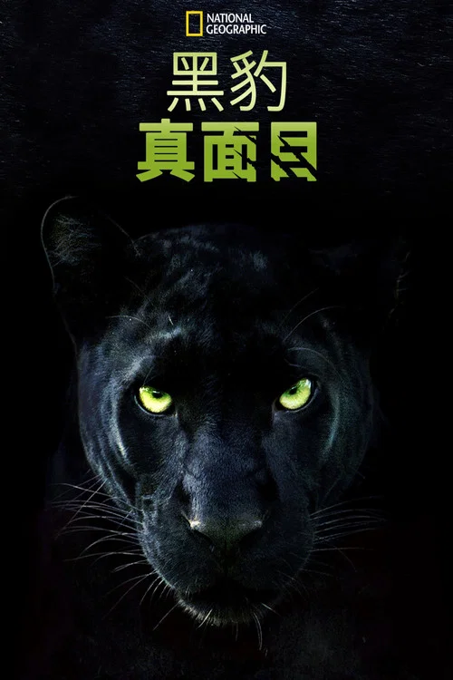 真黑豹无双(2020)海报