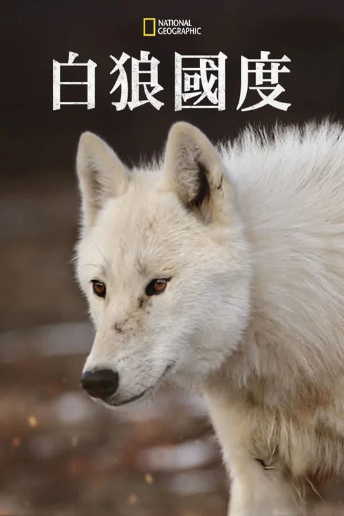 雪狼王国(2019)海报