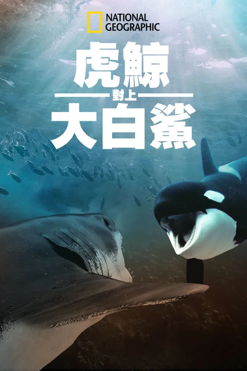 虎鲸对上大白鲨(2021)海报