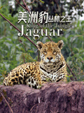 美洲豹——丛林之王(2026)海报