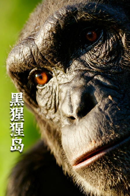黑猩猩岛(2025)海报