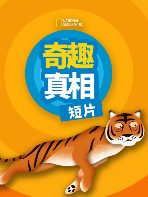 奇趣真相 短片第一季(2026)海报