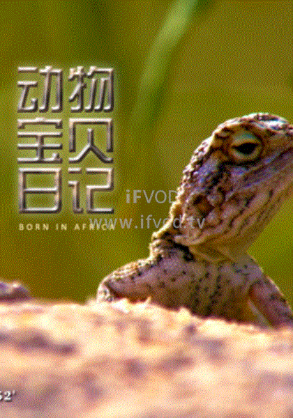 动物宝贝日记(2020)海报