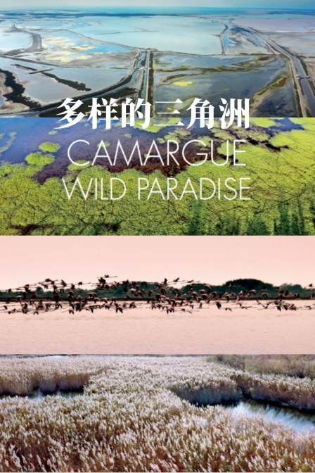 多样的三角洲(2024)海报
