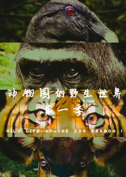 动物园的野生世界 第一季(2012)海报