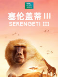 塞伦盖蒂第三季(2025)海报
